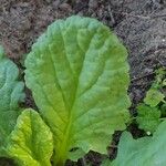 Horminum pyrenaicum Leaf