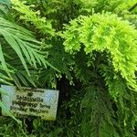 Selaginella pallescens Ліст