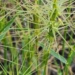 Aegilops neglecta 整株植物