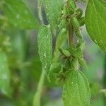 Parietaria debilis Gyümölcs