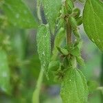 Parietaria debilis Fruchs