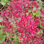 Heuchera sanguinea 花