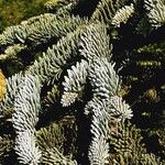 Abies procera Levél