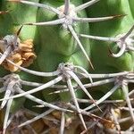 Gymnocalycium castellanosii Folio