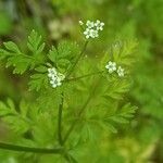 Chaerophyllum tainturieri Blodyn