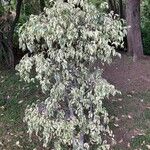 Ficus benjamina Φύλλο