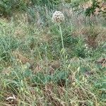 Allium polyanthum عادت داشتن