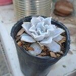 Echeveria shavianaЛист