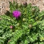 Cirsium acaulon 花