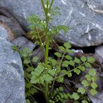 Cardamine oligosperma Habitat