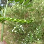 Vicia sativa Fruto