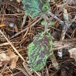 Hieracium maculatum Fuelha