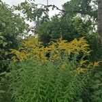Solidago canadensisЦвят