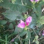 Chelone lyonii Blüte