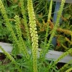 Reseda luteola Fleur