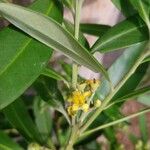 Tristaniopsis laurina Flower