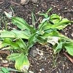 Veltheimia bracteata Fulla