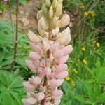 Lupinus perennis Blomma