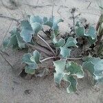 Eryngium maritimum Blad