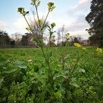 Sinapis arvensis Fula