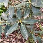 Osmanthus decorus Blatt