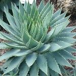 Aloe polyphylla Blad