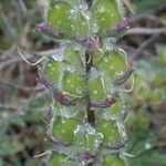 Lupinus formosus Corteza