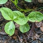 Menyanthes trifoliata Blatt