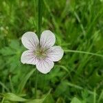 Geranium richardsoniiBlomst