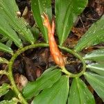 Costus pulverulentus Flor