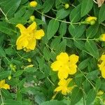 Hypericum patulum ഇല