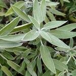 Salvia officinalis ᱥᱟᱠᱟᱢ