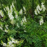 Galega officinalis Blüte