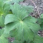 Geranium wlassovianum Yaprak