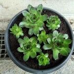 Sempervivum tectorumഇല