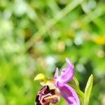 Ophrys scolopax Virág