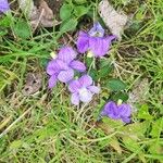 Viola adunca फूल