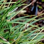Carex picta Hoja