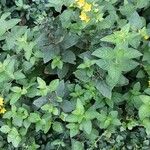 Lysimachia punctata 整株植物