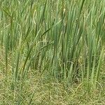 Typha orientalis Leaf