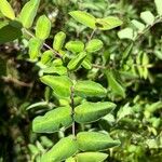 Lonicera caeruleaFeuille