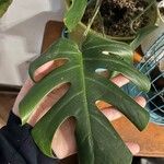 Philodendron panduriforme Leaf