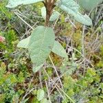 Ageratina gynoxoides Yaprak