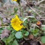 Tussilago farfaraBlomst