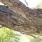 Acacia senegal Bark