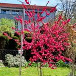 Prunus mume Habit