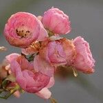 Rosa abietina ফুল