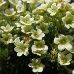 Saxifraga exarata Kwiat