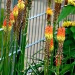 Kniphofia uvaria عادت داشتن