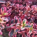 Coprosma repens List